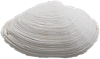 Muschel 1